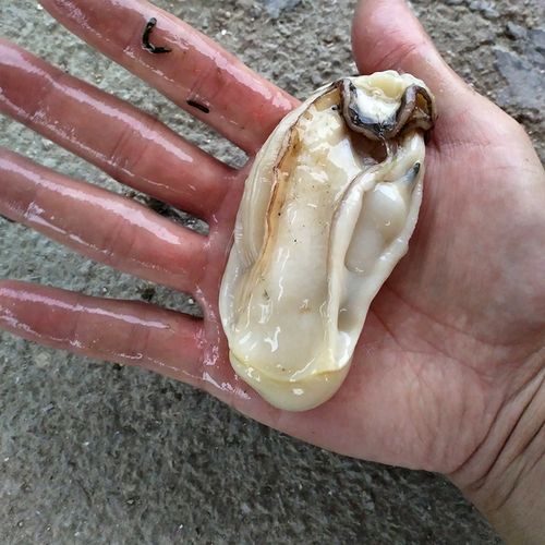 汕尾海滩突现大量生蚝哪里来的?玛娃有多少级-图2 汕尾海滩突现大量生蚝哪里来的?玛娃有多少级-图2