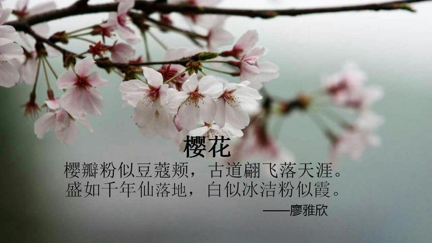 描写四月樱花日本诗句?四月日本多少度-图1 描写四月樱花日本诗句?四月日本多少度-图1