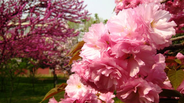 描写四月樱花日本诗句?四月日本多少度-图2 描写四月樱花日本诗句?四月日本多少度-图2