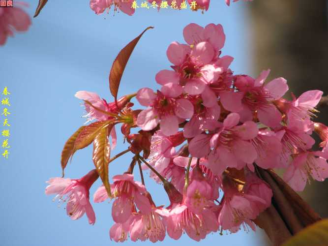 描写四月樱花日本诗句?四月日本多少度-图3 描写四月樱花日本诗句?四月日本多少度-图3