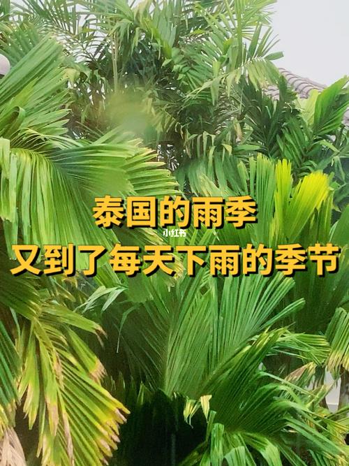 泰国九月份下雨可以旅游吗?9月底泰国和温度多少度-图3 泰国九月份下雨可以旅游吗?9月底泰国和温度多少度-图3