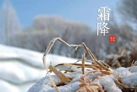 大白莱到霜降应长到什么程度?霜降白天有多少度-图3 大白莱到霜降应长到什么程度?霜降白天有多少度-图3