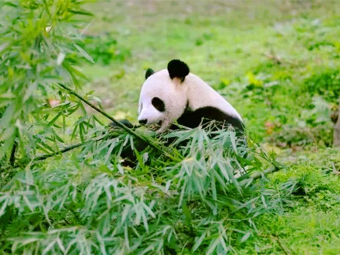大熊猫生长环境50字?北川新县城温度多少-图2 大熊猫生长环境50字?北川新县城温度多少-图2