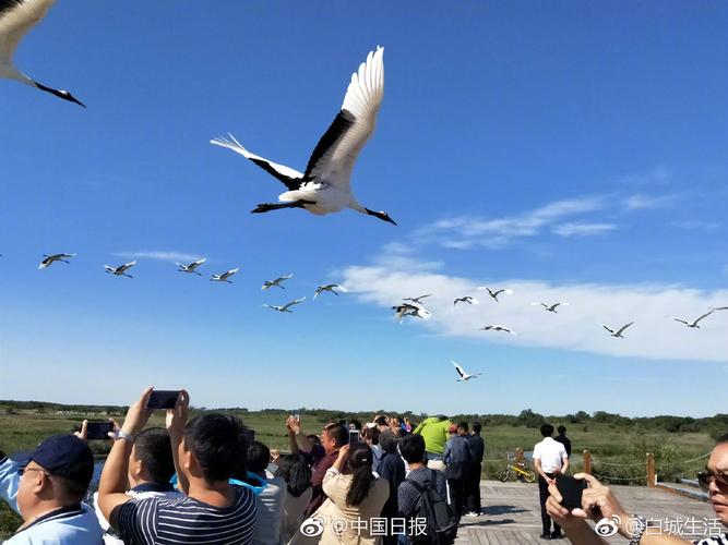 向海丹顶鹤景区,现在开放吗?霍林河今天多少度-图3 向海丹顶鹤景区,现在开放吗?霍林河今天多少度-图3