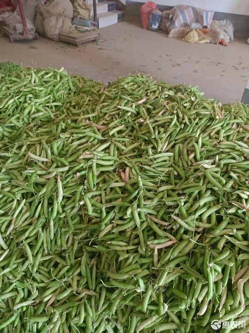 驻马店种豌豆的最佳时间?驻马店七月温度多少-图1 驻马店种豌豆的最佳时间?驻马店七月温度多少-图1