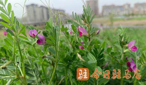 驻马店种豌豆的最佳时间?驻马店七月温度多少-图2 驻马店种豌豆的最佳时间?驻马店七月温度多少-图2
