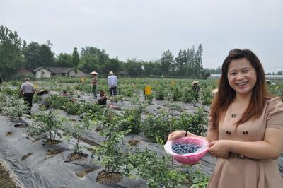 采摘蓝莓附近最近地方?蔡场镇到大邑多少公里-图3 采摘蓝莓附近最近地方?蔡场镇到大邑多少公里-图3