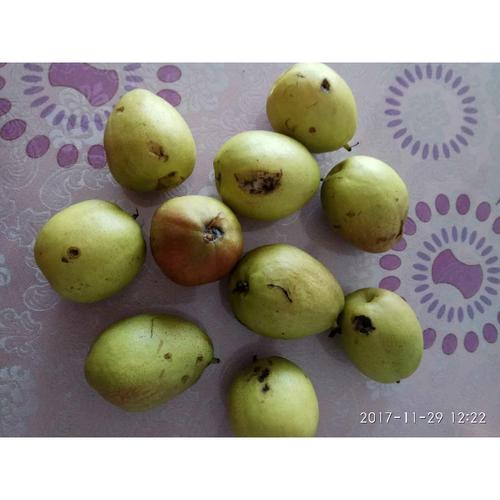 香梨多少度会冻坏?新疆库尔勒的温度是多少-图2 香梨多少度会冻坏?新疆库尔勒的温度是多少-图2