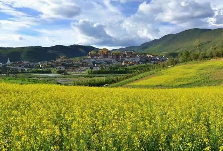 香格里拉夏季平均气温?香格里拉气候多少度-图2 香格里拉夏季平均气温?香格里拉气候多少度-图2