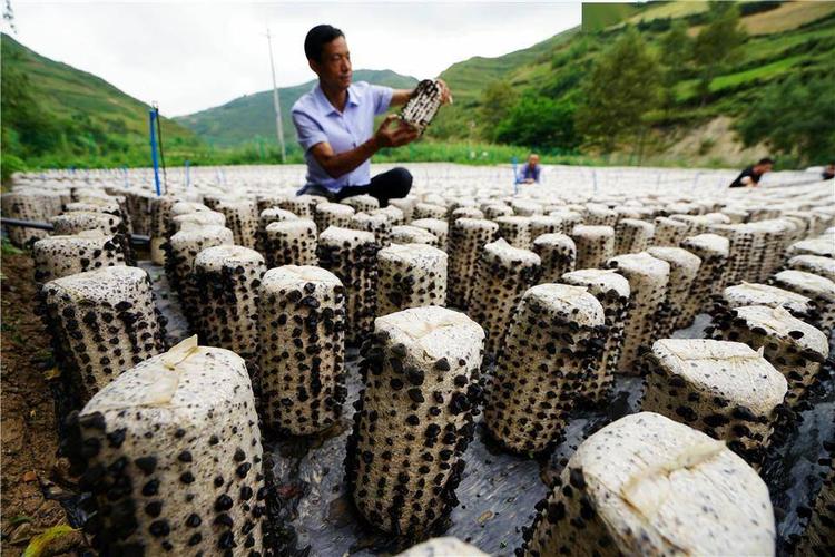 木耳产地主要有那些地方?辽宁桓仁4月份湿度是多少-图2 木耳产地主要有那些地方?辽宁桓仁4月份湿度是多少-图2
