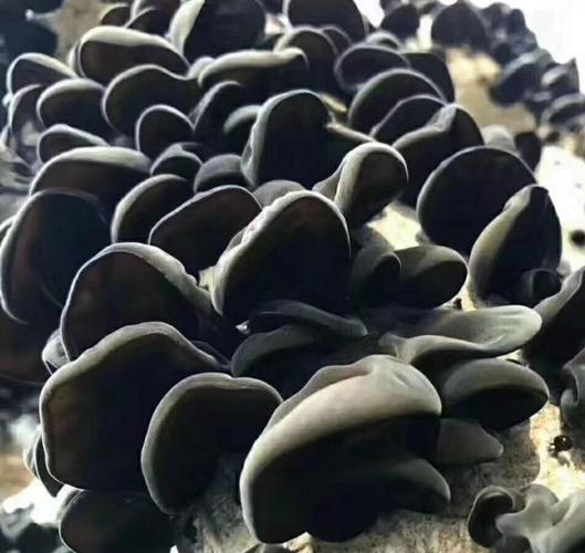 木耳产地主要有那些地方?辽宁桓仁4月份湿度是多少-图3 木耳产地主要有那些地方?辽宁桓仁4月份湿度是多少-图3