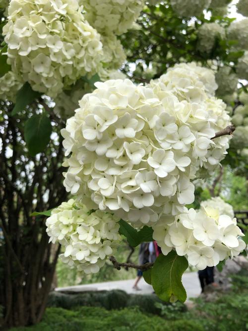 扬州的琼花开了吗?扬州历史最高温度是多少-图1 扬州的琼花开了吗?扬州历史最高温度是多少-图1