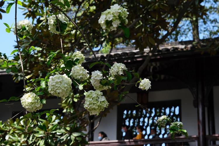 扬州的琼花开了吗?扬州历史最高温度是多少-图3 扬州的琼花开了吗?扬州历史最高温度是多少-图3