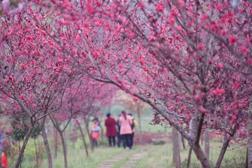 金堂樱花最佳时间?竹篙到成都多少个小时-图2 金堂樱花最佳时间?竹篙到成都多少个小时-图2