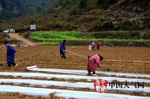 隆林隆式种姜方法?隆林到隆或乡多少公里-图3 隆林隆式种姜方法?隆林到隆或乡多少公里-图3