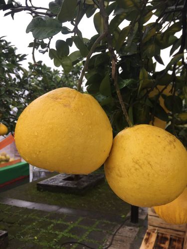 梁平的特产?梁平到袁驿的最后一班车是多少时间-图3 梁平的特产?梁平到袁驿的最后一班车是多少时间-图3