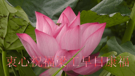 有关祝贺病愈康复的诗词有哪些?祝愿康复的花多少朵-图2 有关祝贺病愈康复的诗词有哪些?祝愿康复的花多少朵-图2