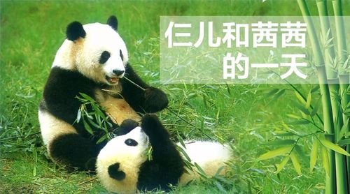 呼市大熊猫茜茜和仨儿哪个是公哪个是母的?俄罗斯七夕节是多少号-图3 呼市大熊猫茜茜和仨儿哪个是公哪个是母的?俄罗斯七夕节是多少号-图3