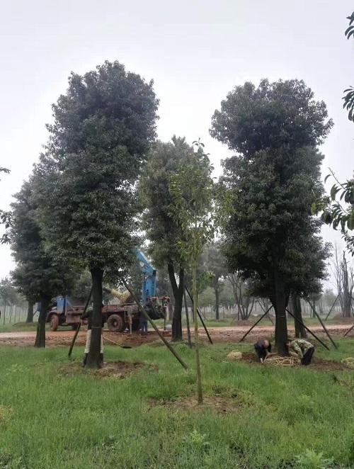 什么季节最适合苗木移植?秋天多少温度最适宜-图3 什么季节最适合苗木移植?秋天多少温度最适宜-图3