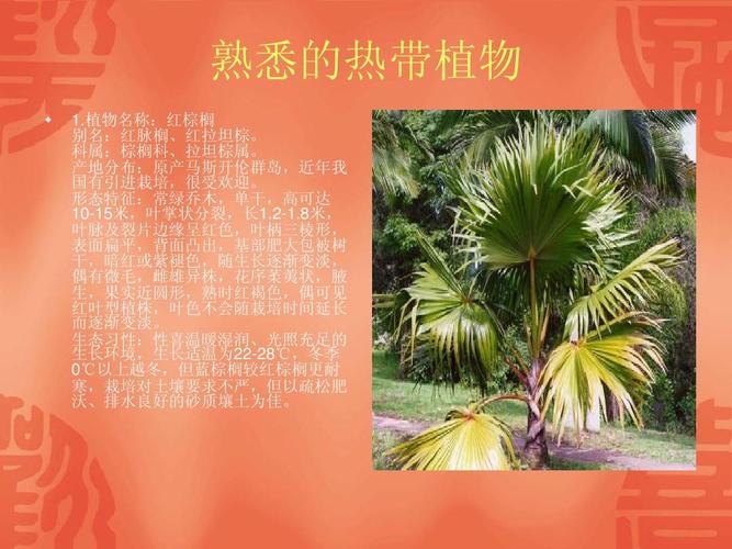 热带植物生长需要的条件?热带温度在多少度以上-图1 热带植物生长需要的条件?热带温度在多少度以上-图1