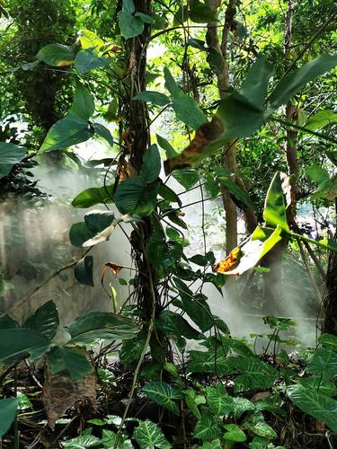 热带植物生长需要的条件?热带温度在多少度以上-图3 热带植物生长需要的条件?热带温度在多少度以上-图3