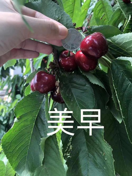 金州大魏家樱桃怎么样?金州到七顶山打车需多少钱-图2 金州大魏家樱桃怎么样?金州到七顶山打车需多少钱-图2