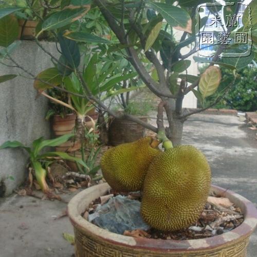 海南种植榴莲一亩地需要多少费用?三亚市的榴莲多少钱-图3 海南种植榴莲一亩地需要多少费用?三亚市的榴莲多少钱-图3