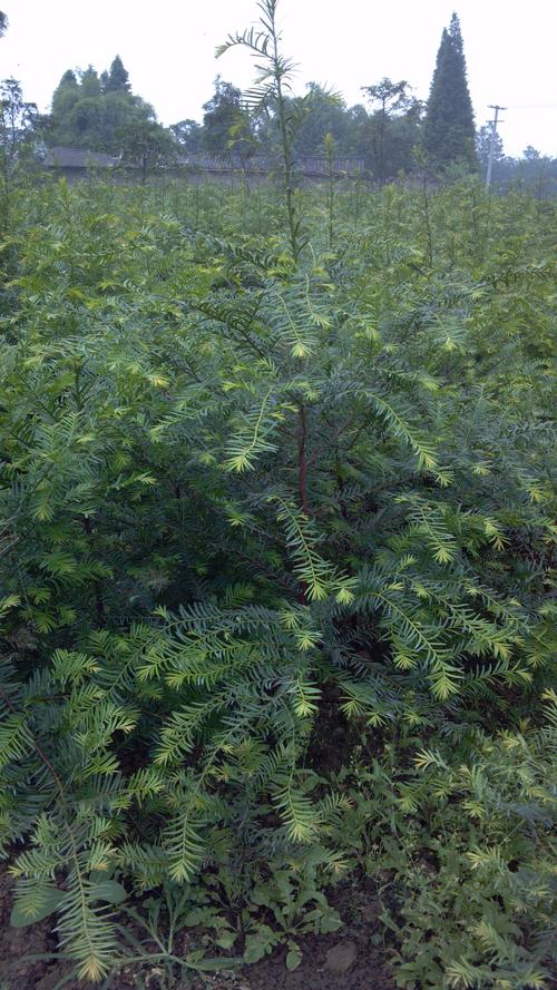 红豆杉适宜温度是多少?南方红豆杉生长温度是多少-图1 红豆杉适宜温度是多少?南方红豆杉生长温度是多少-图1