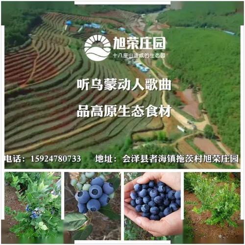 云南会泽最适合种植什么水果?会泽县者海镇海拔高度多少-图1 云南会泽最适合种植什么水果?会泽县者海镇海拔高度多少-图1