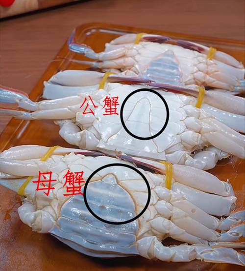 东营港梭子蟹什么时候最肥?东营梭子蟹多少钱-图1 东营港梭子蟹什么时候最肥?东营梭子蟹多少钱-图1