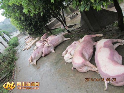 四川历史洪灾纪录?四川水灾死了多少猪-图2 四川历史洪灾纪录?四川水灾死了多少猪-图2
