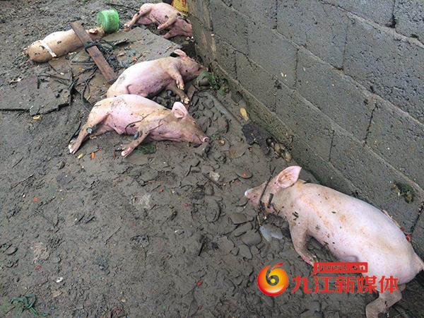 四川历史洪灾纪录?四川水灾死了多少猪-图3 四川历史洪灾纪录?四川水灾死了多少猪-图3