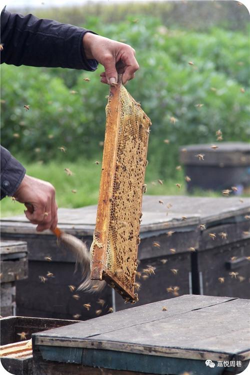 蜂箱温度多少度最好?蜜蜂气温多少最好-图2 蜂箱温度多少度最好?蜜蜂气温多少最好-图2