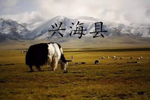 青海省兴海县有高原反应吗?青海省兴海县河卡多少人口-图3 青海省兴海县有高原反应吗?青海省兴海县河卡多少人口-图3