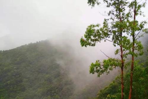 为什么下雨后山上面会冒烟雾呢?火烧山温度多少-图2 为什么下雨后山上面会冒烟雾呢?火烧山温度多少-图2
