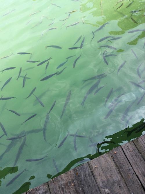21℃的水小河里还能钓到鱼吗?小河多少度-图1 21℃的水小河里还能钓到鱼吗?小河多少度-图1