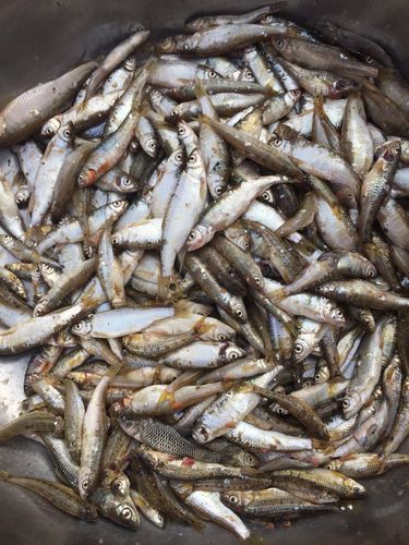21℃的水小河里还能钓到鱼吗?小河多少度-图3 21℃的水小河里还能钓到鱼吗?小河多少度-图3