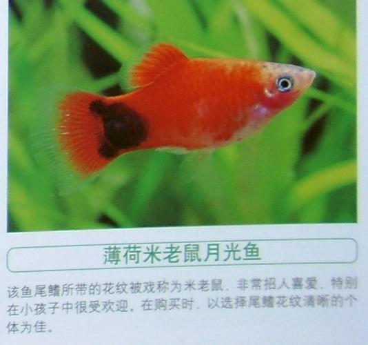 米奇鱼常温能生存吗?米奇适应多少温度-图1 米奇鱼常温能生存吗?米奇适应多少温度-图1