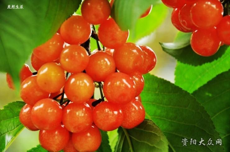 简阳生产哪些水果?简阳全年平均气温多少度-图2 简阳生产哪些水果?简阳全年平均气温多少度-图2